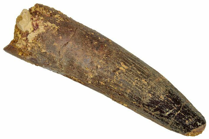 Fossil Spinosaurus Tooth - Real Dinosaur Tooth #324875